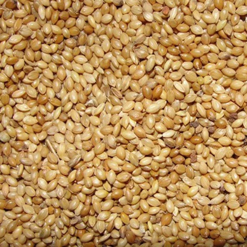 Yellow Foxtail Millet Seeds - Cultivation Type: Organic