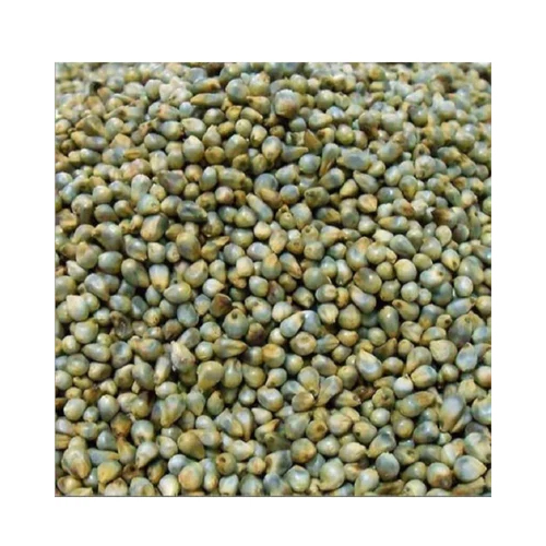 Green Pearl Millet Seeds - Cultivation Type: Organic