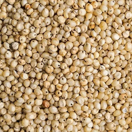 White Sorghum Millet Seeds - Cultivation Type: Organic
