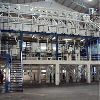 Rice Plant
