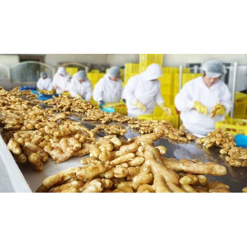Ginger Processing Plant - Stainless Steel, 48 ft Length, 200-2000 Kg/hr Capacity, PLC Control, 240 Volt, 0-40 Watt, Industrial Use - High Efficiency