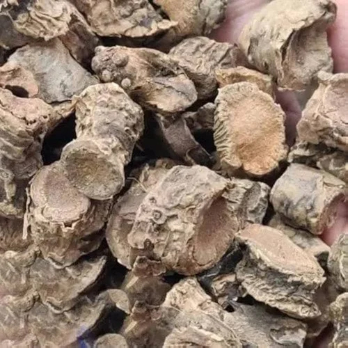 Pasanbhed Dry Extract