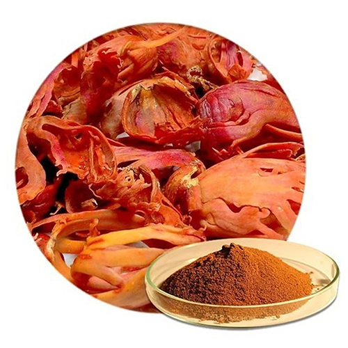 Jawitri Dry Extract