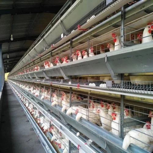 Commercial Layer Poultry Cage - Feature: High Quality