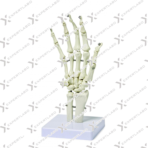 Hand Bones