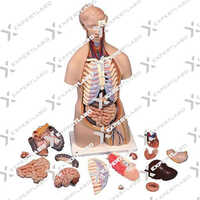 Human Anatomy Torso Unisex 16 Parts