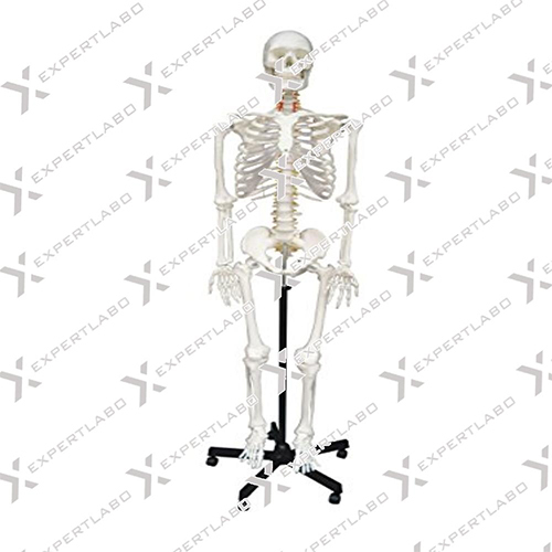 Skeleton Model