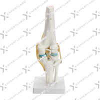 Knee Joints Set - High-quality Polymer With Metal Fittings, 28x15x12 Cm, Bone White | Anatomically Accurate, Movable Joints, Stable Stand