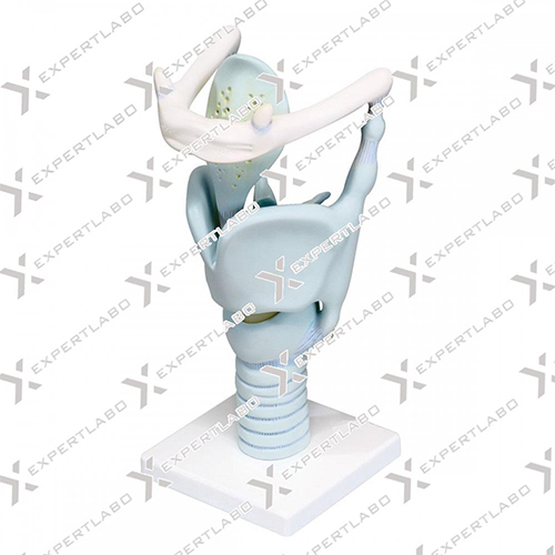Biology Models