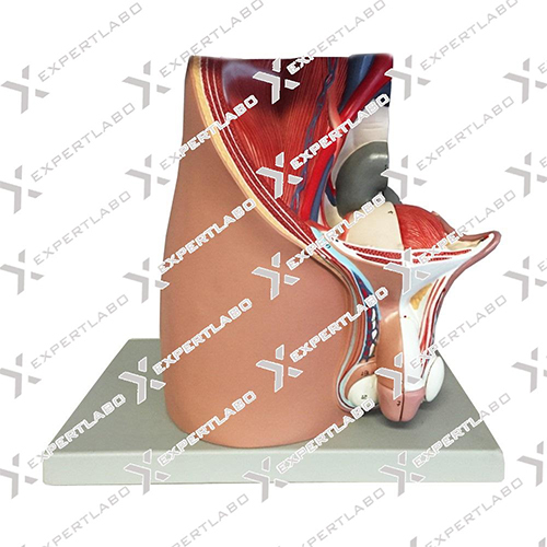 Male Pelvis 4 Parts