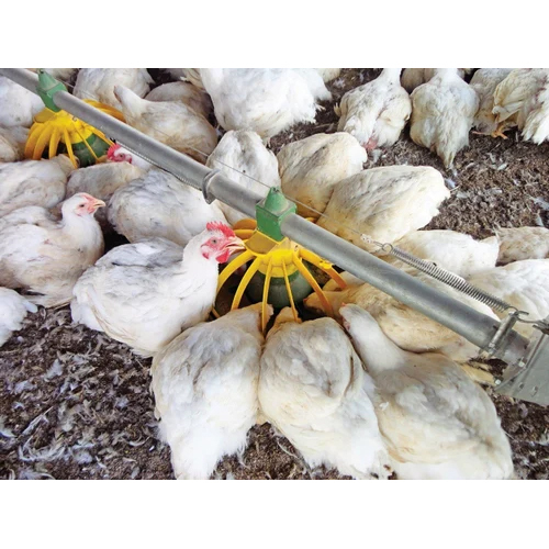 Poultry Feed Additives - Color: White