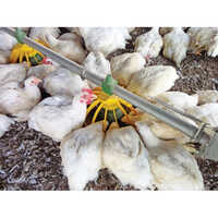 Poultry Feed Additives