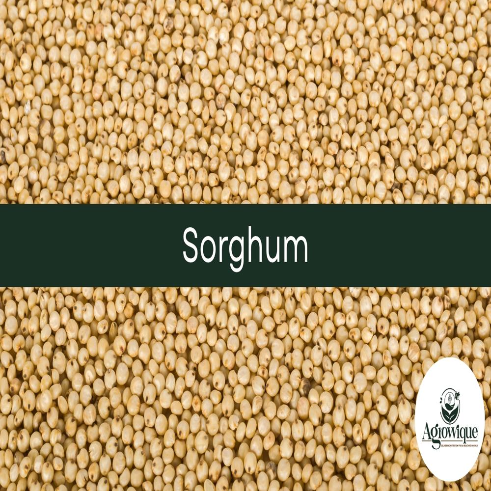 Sorghum (Jowar)