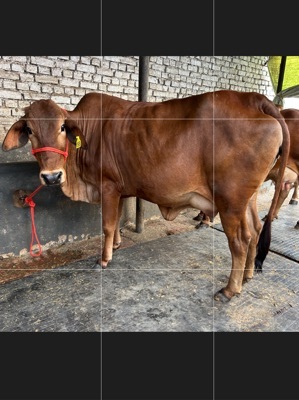 Sahiwal cow in Uttar Pradesh