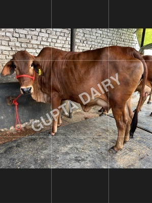 Sahiwal cow in Uttar Pradesh