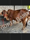 Sahiwal cow in Uttar Pradesh