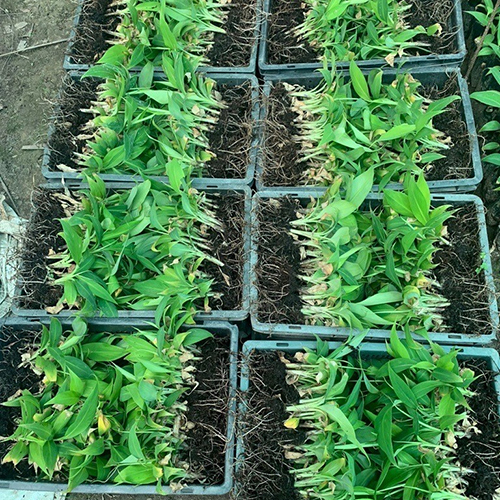 Banana Pest Resistant Tissue Culture Plant - Breed: Hybrid Or Local Variant