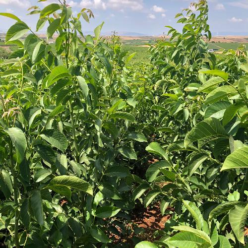 Walnut Plant For Agriculture - Breed: Hybrid Or Local Variant