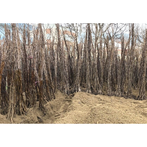 Franquette Walnut Sapling Plant - Breed: Hybrid Or Local Variant