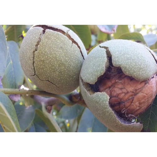 Fernor Walnut Tree Plant - Breed: Hybrid Or Local Variant