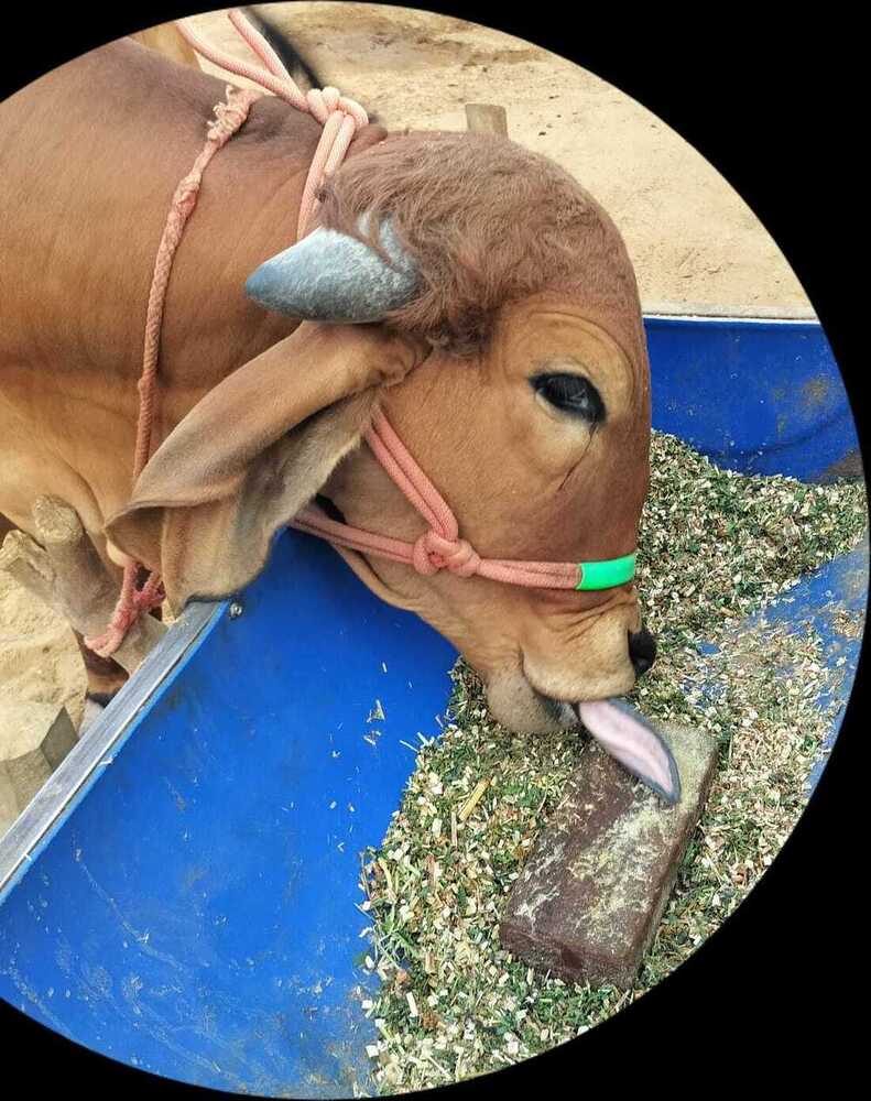 Cattle Feed Supplement