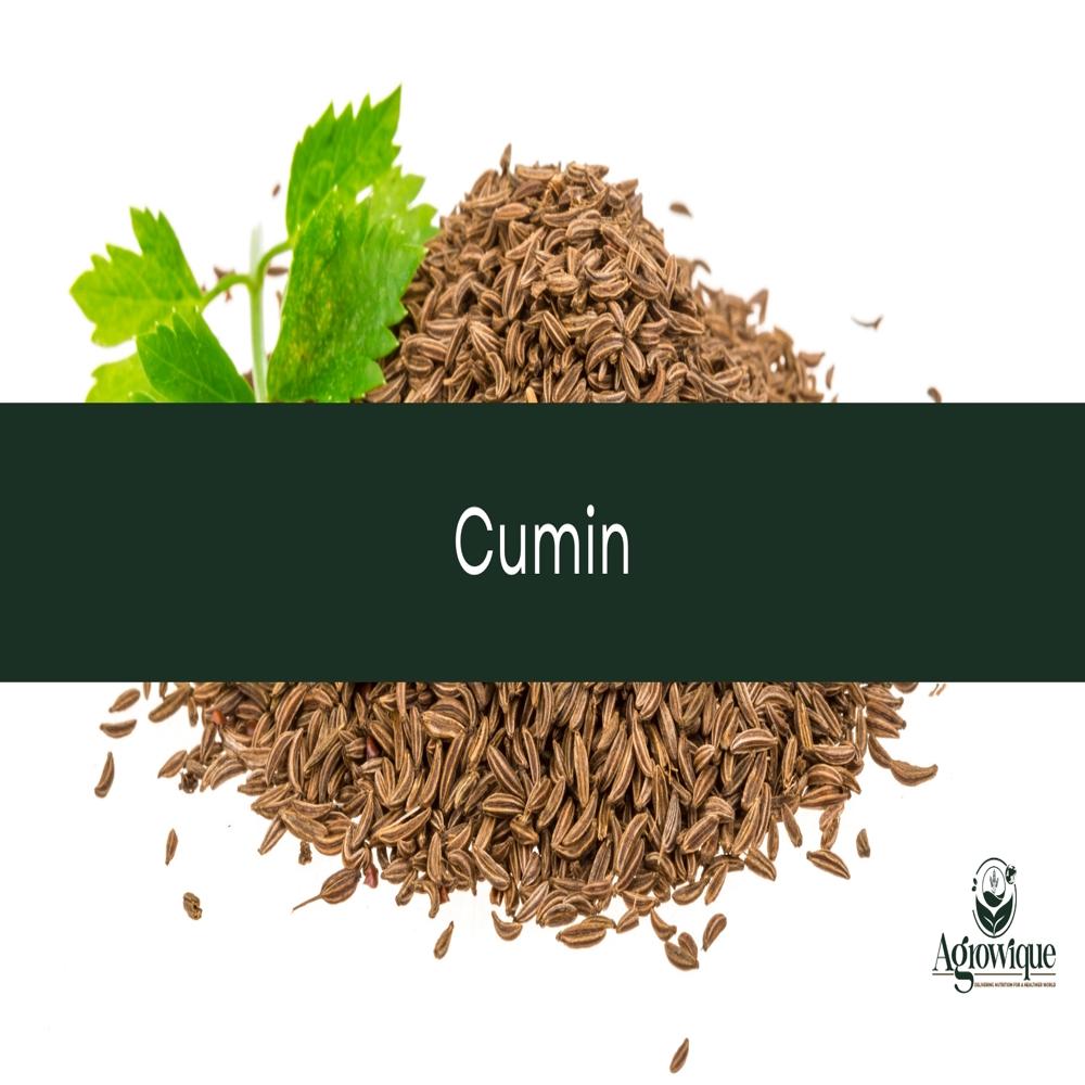 Fresh Cumin - Color: Brown