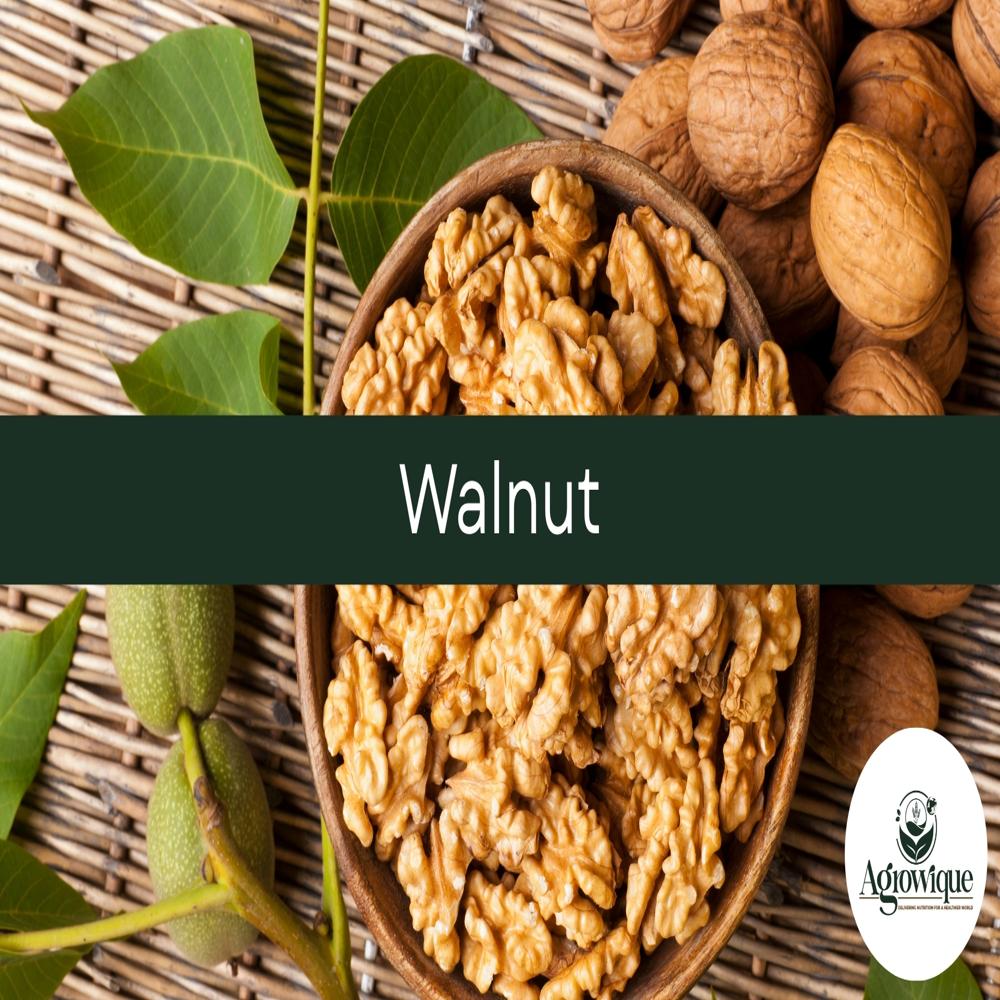 Fresh Walnut - Grade: Food