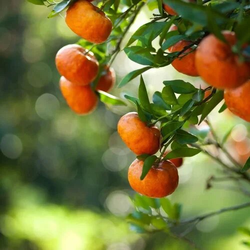 Citrus Bioflavonoid Powder