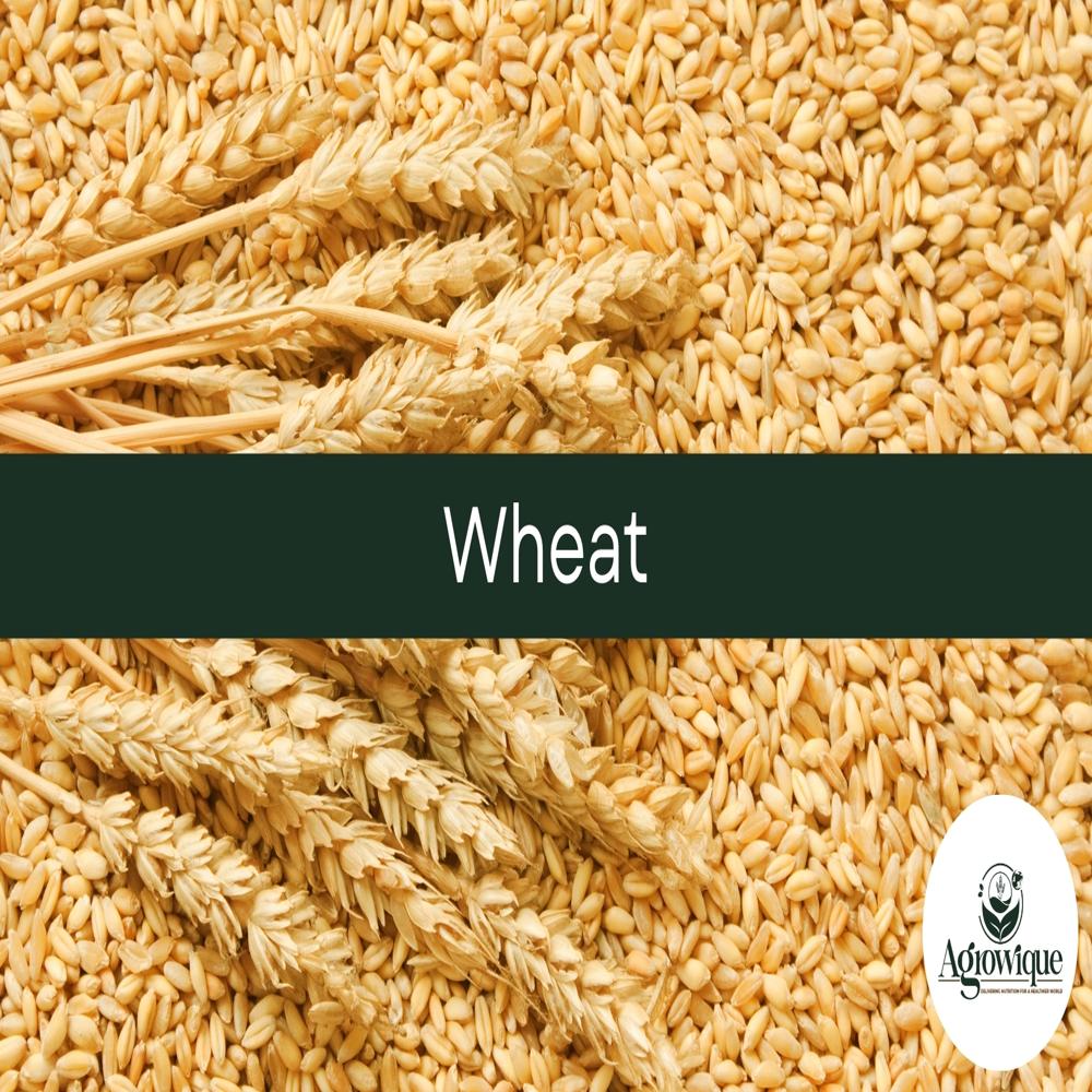 Wheat