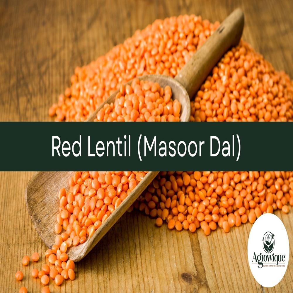 Red Lentil