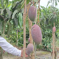 King Of Chaka Pat Mango Plant - Breed: Hybrid Or Local Variant