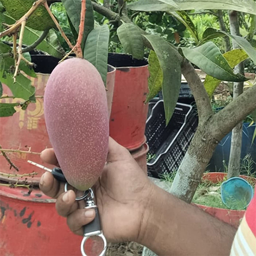 King Of Chaka Pat Mango Plant