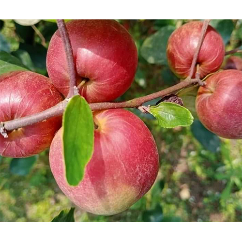 Ball Sundari Apple Ber Plant