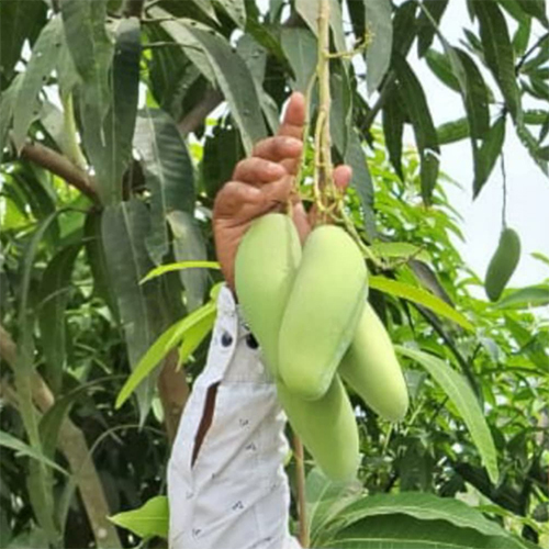 Banana Mango Plant