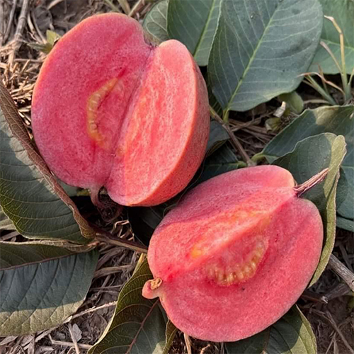 Black Diamond Guava Plant - Breed: Hybrid Or Local Variant