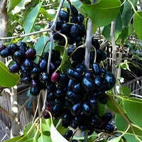 Black Jamun Plant - Breed: Hybrid Or Local Variant