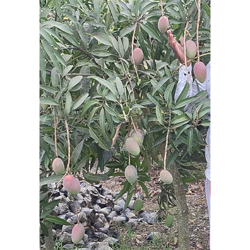 Miyazaki Mango Plant