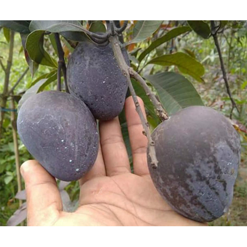 Black Kasturi Mango Plant