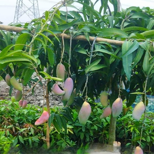 Change My Mango Plant