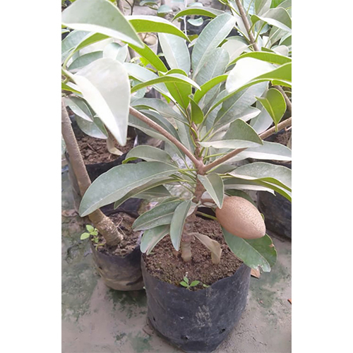 Chiku Plant