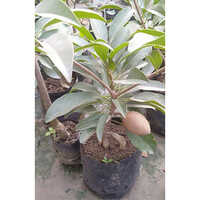 Chiku Plant - Breed: Hybrid Or Local Variant