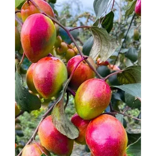 Kashmiri Apple Ber Plant