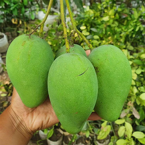 Katimoni Mango Plant