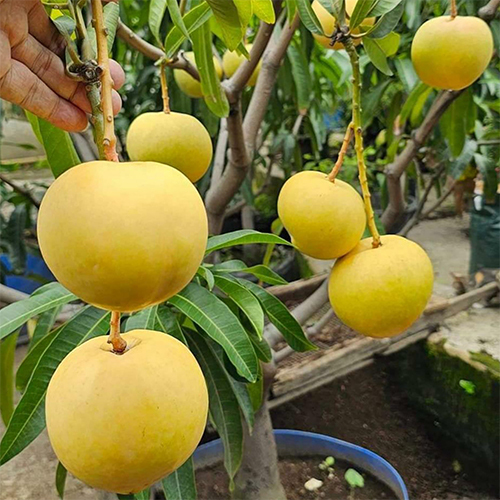 R2 E2 Mango Plant