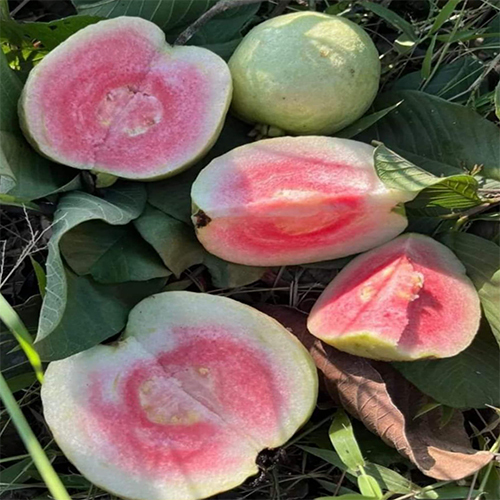 Red Diamond Guava Plant - Breed: Hybrid Or Local Variant