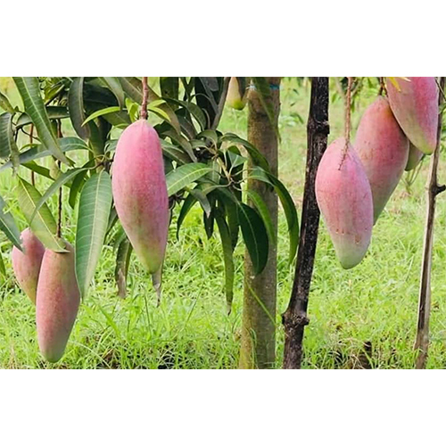 Red Ivory Mango Plant