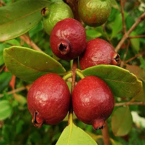 Red Strawberry Plant