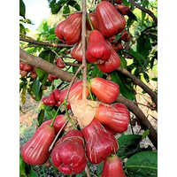 Red Water Apple Plant