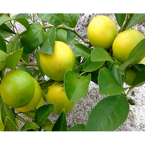 Seed Less Lemon Plant - Breed: Hybrid Or Local Variant