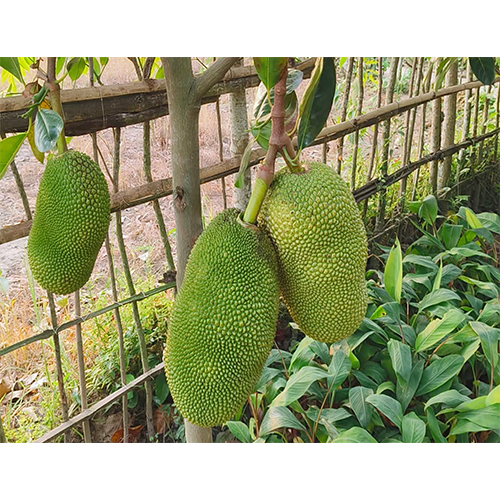 Vietnam Super Earli Jackfruit Plant